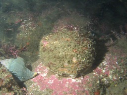 Endangered Abalone